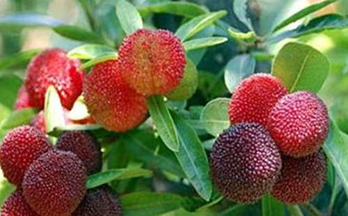 中藥矮楊梅的圖片形態(tài)及其功效與應(yīng)用！